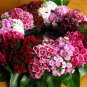 100 Seeds WEE Willie Dwarf SWEET WILLIAM Mixed Colors Dianthus Barbatus Flower (Seeds)