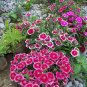 100 Seeds WEE Willie Dwarf SWEET WILLIAM Mixed Colors Dianthus Barbatus Flower (Seeds)