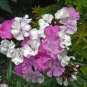100 Seeds WEE Willie Dwarf SWEET WILLIAM Mixed Colors Dianthus Barbatus Flower (Seeds)
