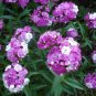 100 Seeds WEE Willie Dwarf SWEET WILLIAM Mixed Colors Dianthus Barbatus Flower (Seeds)