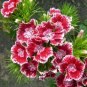 100 Seeds WEE Willie Dwarf SWEET WILLIAM Mixed Colors Dianthus Barbatus Flower (Seeds)