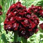 100 Seeds WEE Willie Dwarf SWEET WILLIAM Mixed Colors Dianthus Barbatus Flower (Seeds)