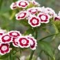 100 Seeds WEE Willie Dwarf SWEET WILLIAM Mixed Colors Dianthus Barbatus Flower (Seeds)