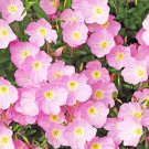 1000 Seeds Showy PINK EVENING PRIMROSE Pink Ladies Oenothera Speciosa Flower (Seeds)
