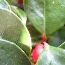 20 Seeds Creeping WINTERGREEN / TEABERRY Gaultheria Procumbens Evergreen Flower (Seeds)