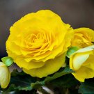 25 Seeds YELLOW DOUBLE BEGONIA Tuberosa Tuberous Begonia Shade Flower (Seeds)