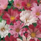 200 Seeds COSMOS SEASHELLS Cosmos Bipinnatus Sea Shells Flower (Seeds)