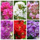 1000 Seeds Bulk CREPE MYRTLE Mixed Colors Lagerstroemia Indica Tree Shrub Flower (Seeds)