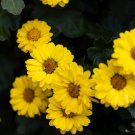 100 Seeds HAIRY GOLDEN ASTER Chrysopsis Heterotheca Villosa Herb Yellow Flower (Seeds)