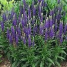 50 Seeds Mixed Colors VERONICA Spicata SIGHTSEEING MIX Spike Speedwell Flower (Seeds)