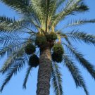 10 Seeds CANARY ISLAND Date PALM Phoenix Canariensis Tree (Seeds)