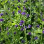 50 Seeds BLUE WILD INDIGO (False Indigo) Baptisia Australis Flower (Seeds)