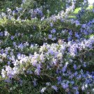 100 Seeds ROSEMARY Rosmarinus Officinalis Herb Flower (Seeds)