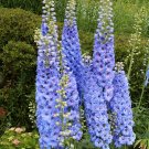 350 Seeds Blue with Pink ROCKET LARKSPUR DELPHINIUM Consolida Ajacis (Seeds)