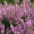 100 Seeds Scotch TRUE HEATHER Shrub Scot's Purple Pink Flower Calluna Vulgaris (Seeds) 100 Seeds Scotch TRUE HEATHER Shrub Scot's Purple Pink Flower Calluna Vulgaris (Seeds)