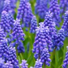 20 Seeds GRAPE HYACINTH Muscari Armeniacum Fragrant Blue Purple Flower (Seeds) 20 Seeds GRAPE HYACINTH Muscari Armeniacum Fragrant Blue Purple Flower (Seeds)