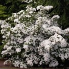 5 Seeds Flowering WHITE KOUSA DOGWOOD Cornus Kousa Tree (Seeds)