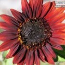 25 Seeds Red VELVET QUEEN SUNFLOWER Helianthus Annuus Flower (Seeds) 25 Seeds Red VELVET QUEEN SUNFLOWER Helianthus Annuus Flower (Seeds)