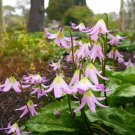 10 Seeds PINK FAWN LILY Trout Avalanche Dogs Violet Erythronium Revolutum Flower (Seeds)