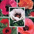 1000 Seeds MIXED Colors ORIENTAL POPPY Papaver Orientale Flower (Seeds) 1000 Seeds MIXED Colors ORIENTAL POPPY Papaver Orientale Flower (Seeds)