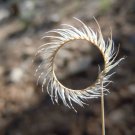 1000 Seeds BLUE GRAMA GRASS Gramma Bouteloua Gracilis Flower Mosquito Grass (Seeds)