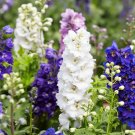 100 Seeds ROCKET LARKSPUR DELPHINIUM Consolida Giant Imperial Mixed Color Flower (Seeds)