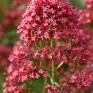 50 Seeds RED JUPITER'S BEARD Valerian Keys of Heaven Centranthus Ruber Flower (Seeds)