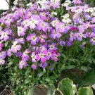 1000 Seeds EVENING (night) SCENTED STOCK Matthiola Longipetala Bicornis Flower (Seeds)