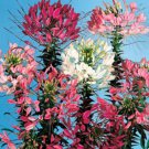 250 Seeds MIXED Colors QUEEN CLEOME Hassleriana Spinosa Spider Flower (Seeds) 250 Seeds MIXED Colors QUEEN CLEOME Hassleriana Spinosa Spider Flower (Seeds)