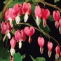10 Seeds BLEEDING HEART - PINK Old Fashioned Dicentra Formosa Shade Flower (Seeds)