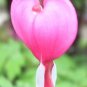 10 Seeds BLEEDING HEART - PINK Old Fashioned Dicentra Formosa Shade Flower (Seeds)