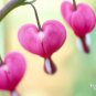 10 Seeds BLEEDING HEART - PINK Old Fashioned Dicentra Formosa Shade Flower (Seeds)