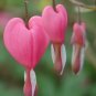 10 Seeds BLEEDING HEART - PINK Old Fashioned Dicentra Formosa Shade Flower (Seeds)