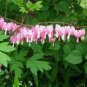 10 Seeds BLEEDING HEART - PINK Old Fashioned Dicentra Formosa Shade Flower (Seeds)