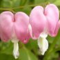 10 Seeds BLEEDING HEART - PINK Old Fashioned Dicentra Formosa Shade Flower (Seeds)