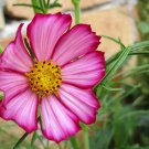 300 Seeds PICOTEE COSMOS Bipinnatus 2-Tone White Pink Magenta Fast Grow Flower (Seeds)