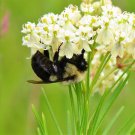 20 Seeds WHITE WORLED (Horesetail) MILKWEED Asclepias Verticillata Flower (Seeds)