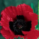 100 Seeds BEAUTY Of Livermere ORIENTAL POPPY Papaver Orientale Flower (Seeds)