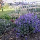 50 Seeds PERSIAN CATMINT Mussins Nepeta Racemosa Flower (Seeds) 50 Seeds PERSIAN CATMINT Mussins Nepeta Racemosa Flower (Seeds)