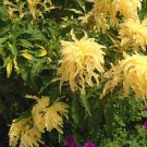 50 Seeds AURORA YELLOW AMARANTHUS Tricolor Josephs Coat Flower (Seeds)