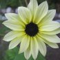50 Seeds VANILLA ICE SUNFLOWER Two Tone Light Yellow Helianthus Annuus Flower (Seeds)