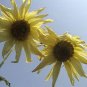 50 Seeds VANILLA ICE SUNFLOWER Two Tone Light Yellow Helianthus Annuus Flower (Seeds)