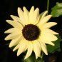 50 Seeds VANILLA ICE SUNFLOWER Two Tone Light Yellow Helianthus Annuus Flower (Seeds)
