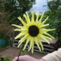 50 Seeds VANILLA ICE SUNFLOWER Two Tone Light Yellow Helianthus Annuus Flower (Seeds)