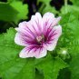 20 Seeds ZEBRA MALLOW Malva sylvestris var. Zebrina Flower (Seeds)