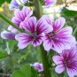 20 Seeds ZEBRA MALLOW Malva sylvestris var. Zebrina Flower (Seeds)