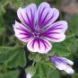 20 Seeds ZEBRA MALLOW Malva sylvestris var. Zebrina Flower (Seeds)