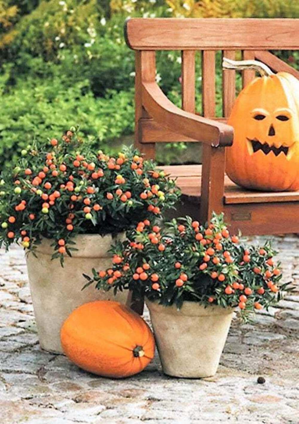 25 Seeds JERUSALEM CHERRY Madeira Winter Solanum Pseudocapsicum Flower (Seeds)