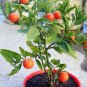 25 Seeds JERUSALEM CHERRY Madeira Winter Solanum Pseudocapsicum Flower (Seeds)