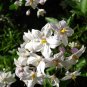 25 Seeds JERUSALEM CHERRY Madeira Winter Solanum Pseudocapsicum Flower (Seeds)